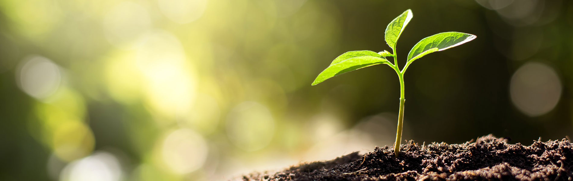 Sustainability Compass Group NZ